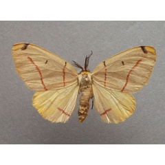 /filer/webapps/moths/media/images/R/rubrifasciata_Phoenicocampa_AM_Baron.jpg