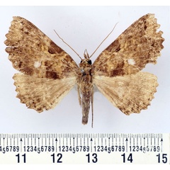 /filer/webapps/moths/media/images/E/equatorialis_Sypnoides_AF_BMNH.jpg