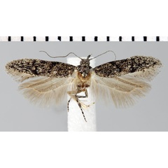/filer/webapps/moths/media/images/C/curvisaccula_Parapsectris_HT_ZMHB.jpg