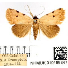 /filer/webapps/moths/media/images/S/sexmaculata_Baniana_AM_BMNH.jpg
