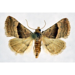 /filer/webapps/moths/media/images/M/mesophaea_Eublemma_AM_NHMO.jpg