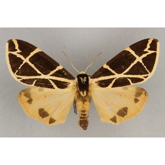 /filer/webapps/moths/media/images/G/geometrica_Seydelia_AF_BMNH.jpg