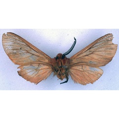 /filer/webapps/moths/media/images/R/rubra_Metarctia_ST_BMNH_02.jpg