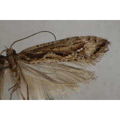 /filer/webapps/moths/media/images/O/orosema_Plutella_HT_BMNH.jpg