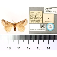 /filer/webapps/moths/media/images/O/obvia_Featheria_PTF_BMNH.jpg