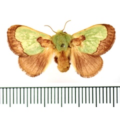 /filer/webapps/moths/media/images/C/chlorophila_Parasa_AF_BMNH.jpg