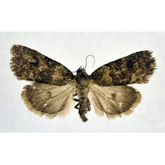 /filer/webapps/moths/media/images/P/pittawayi_Cryphia_A_NHMO.jpg