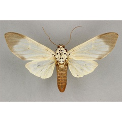 /filer/webapps/moths/media/images/N/nigroapicalis_Amerila_AF_BM.jpg