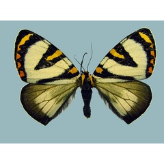 /filer/webapps/moths/media/images/G/grandis_Callioratis_AM_Staude.jpg