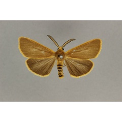 /filer/webapps/moths/media/images/M/marginalis_Amsacta_AM_BMNH.jpg