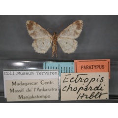 /filer/webapps/moths/media/images/C/chopardi_Ectropis_PT_RMCA_02.jpg