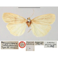 /filer/webapps/moths/media/images/I/interstiteola_Phryganopsis_HT_BMNH.jpg