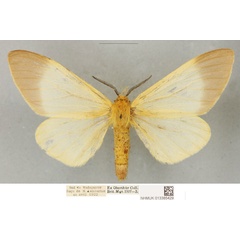 /filer/webapps/moths/media/images/P/paulinus_Coenostegia_PLTF_BMNH_02.jpg