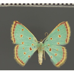 /filer/webapps/moths/media/images/S/stillata_Comostolopsis_A_Fiebig.jpg