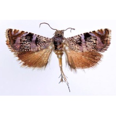 /filer/webapps/moths/media/images/C/cipollana_Coccothera_PTF_Larsen.jpg