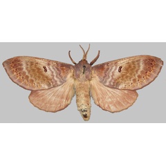 /filer/webapps/moths/media/images/F/flavia_Pachymeta_PLT_BMNH.jpg