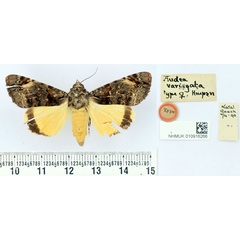 /filer/webapps/moths/media/images/V/variegata_Audea_HT_BMNH.jpg