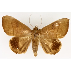 /filer/webapps/moths/media/images/T/trapezoides_Achaea_AM_TMSA_01.jpg