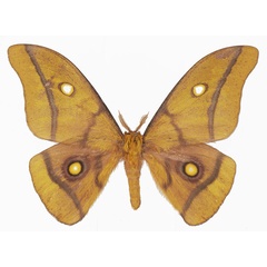 /filer/webapps/moths/media/images/K/krucki_Gonimbrasia_AM_Basquina.jpg