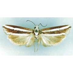 /filer/webapps/moths/media/images/V/vittana_Hystrichophora_AM_MRSN.jpg