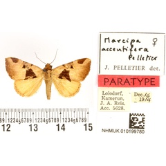 /filer/webapps/moths/media/images/A/accentifera_Marcipa_PTF_BMNH.jpg