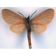 /filer/webapps/moths/media/images/E/erlangeri_Metarctia_HT_BMNH_02.jpg