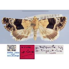 /filer/webapps/moths/media/images/R/rungsi_Metoponrhis_HT_MNHN.jpg