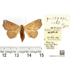 /filer/webapps/moths/media/images/G/griseoapicata_Herpeperas_HT_BMNH.jpg