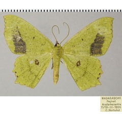 /filer/webapps/moths/media/images/C/cinctuta_Dryochlora_AM_ZSM_02.jpg