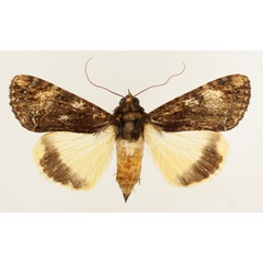 /filer/webapps/moths/media/images/P/primulina_Ulotrichopus_AF_TMSA_02.jpg