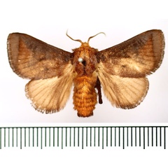 /filer/webapps/moths/media/images/J/julia_Natada_AM_BMNH.jpg