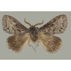 /filer/webapps/moths/media/images/N/ndoumoi_Haplopacha_HT_TMSA.jpg