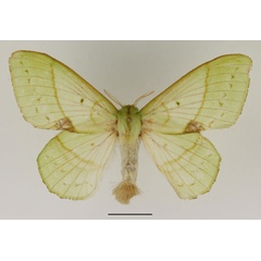 /filer/webapps/moths/media/images/L/lambourni_Trabala_AF_Basquin_02.jpg