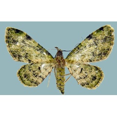 /filer/webapps/moths/media/images/G/gymnoscelides_Chloroclystis_AF_ZSMa.jpg