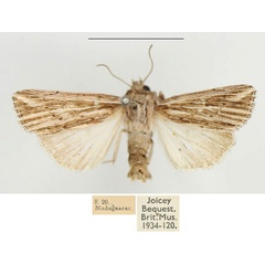 /filer/webapps/moths/media/images/M/milloti_Analetia_AM_BMNH_01.jpg