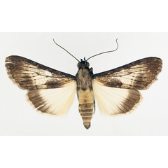 /filer/webapps/moths/media/images/W/watusi_Audea_AM_TMSA_02.jpg