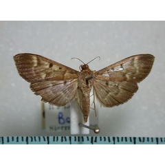 /filer/webapps/moths/media/images/S/sarronalis_Syllepte_A_Revell.jpg