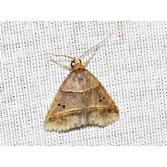 /filer/webapps/moths/media/images/T/tripalis_Plecoptera_A_Braun.jpg