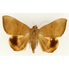 /filer/webapps/moths/media/images/T/trapezoides_Achaea_AF_TMSA_02.jpg
