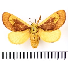 /filer/webapps/moths/media/images/P/picta_Latoia_AF_BMNH.jpg