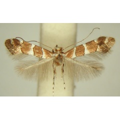 /filer/webapps/moths/media/images/H/hibiscina_Phyllonorycter_HT_TMSA6403.jpg