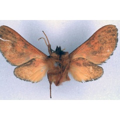 /filer/webapps/moths/media/images/B/burgessi_Mecistorhabdia_HT_BMNH_02.jpg