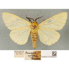 /filer/webapps/moths/media/images/A/aurea_Anaphe_PLTM_BMNH.jpg