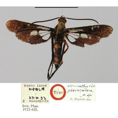 /filer/webapps/moths/media/images/P/pterotarsa_Uranothyris_HT_BMNHa.jpg