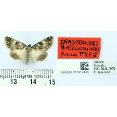 /filer/webapps/moths/media/images/E/ellisoni_Drasteriodes_PT_BMNH.jpg