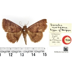 /filer/webapps/moths/media/images/I/isocyma_Saroba_HT_BMNH.jpg
