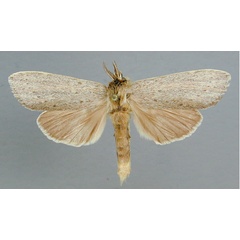 /filer/webapps/moths/media/images/P/phragmatoecioides_Arciera_A_RMCA.jpg