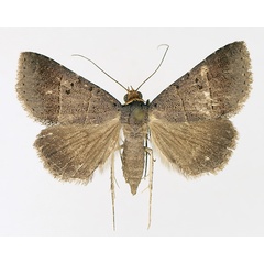 /filer/webapps/moths/media/images/M/melalepis_Plecoptera_AF_TMSA_01.jpg