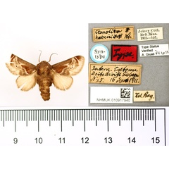 /filer/webapps/moths/media/images/H/habenichti_Ctenolita_STM_BMNH.jpg