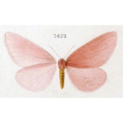 /filer/webapps/moths/media/images/R/rhodonaria_Rhodopan_STF_Oberthur_152-3473.jpg